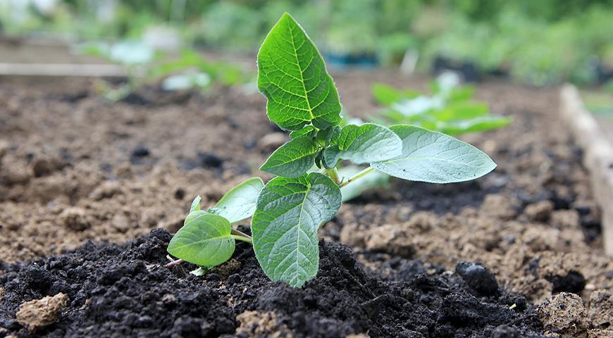 เมล็ดมันฝรั่ง