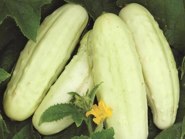 แตงกวาสุก