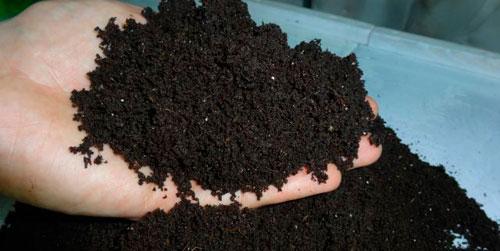 ปุ๋ยไบโอฮิวมัสในมือ