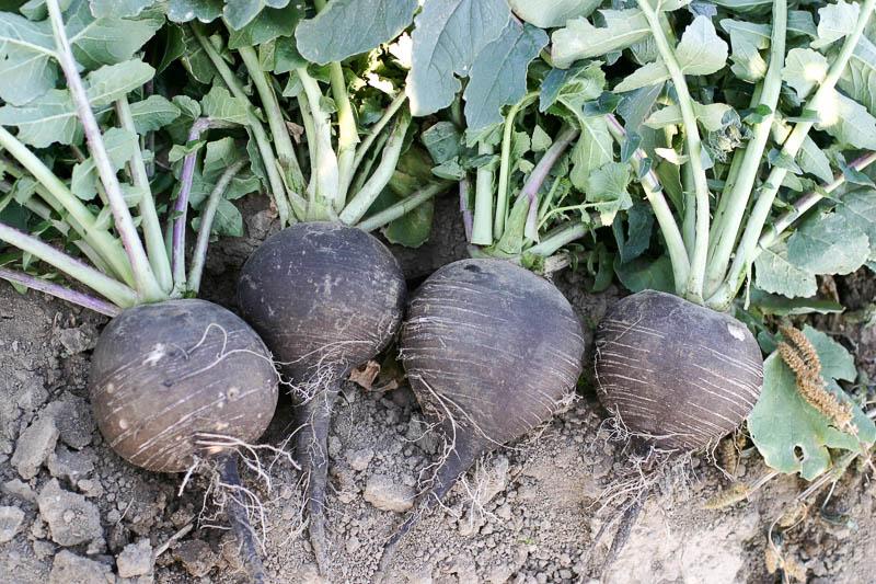 หัวไชเท้าดำ