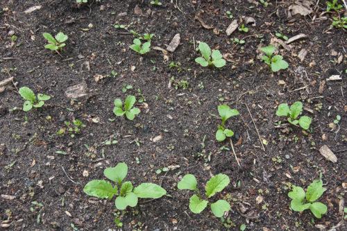 หัวไชเท้าดำ