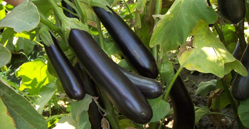 มะเขือยาวสด