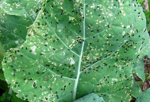 แมลงวันตัวเล็กบนกะหล่ำปลี