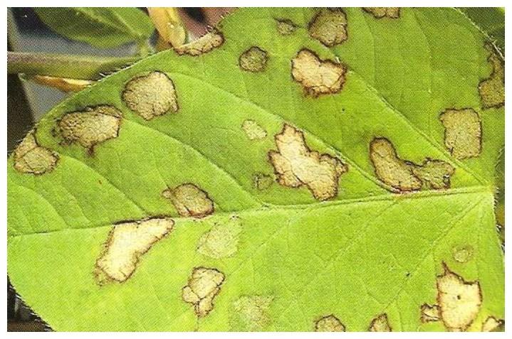 โรคถั่วเหลือง