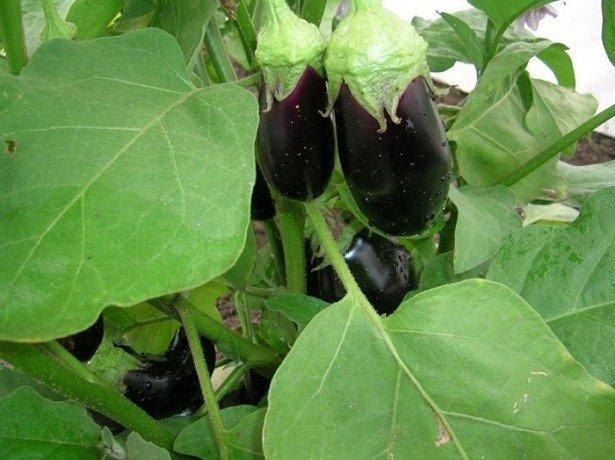 aubergine clorinda