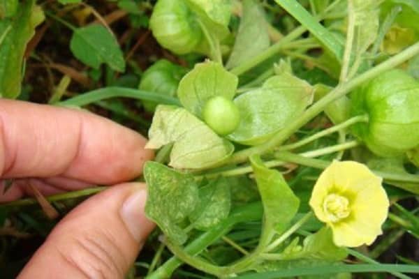 ต้นฟิซาลิส