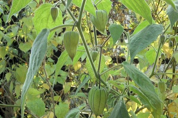 ฟิซาลิสสีเขียว