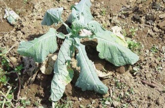 กะหล่ำปลีหัวเล็ก