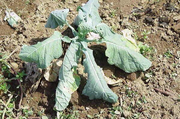 กะหล่ำปลีหัวเล็ก