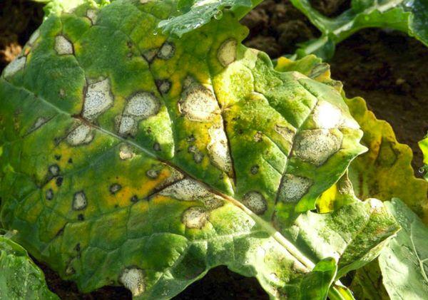 โรคเน่าแห้ง