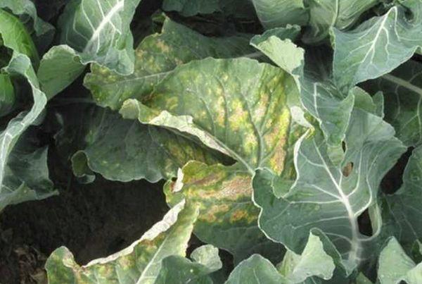 โรคราแป้ง