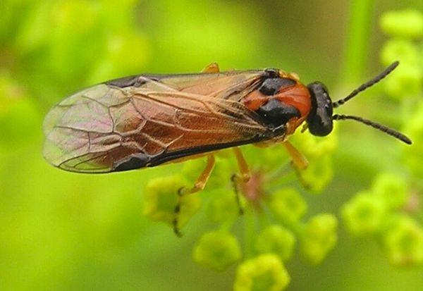 เพลี้ยจักจั่นข่มขืน