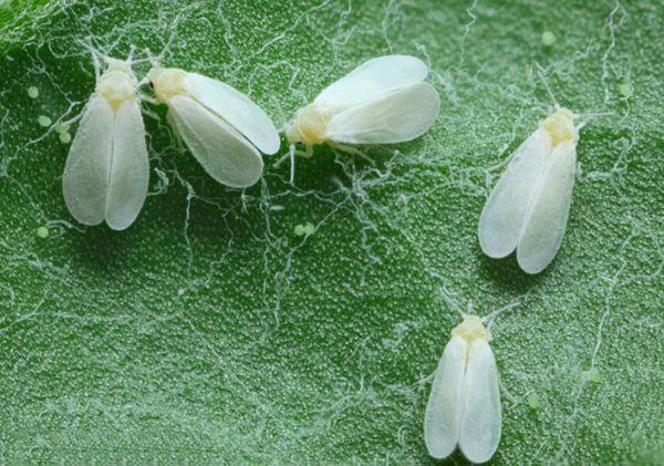 เพลี้ยแป้งกะหล่ำปลี