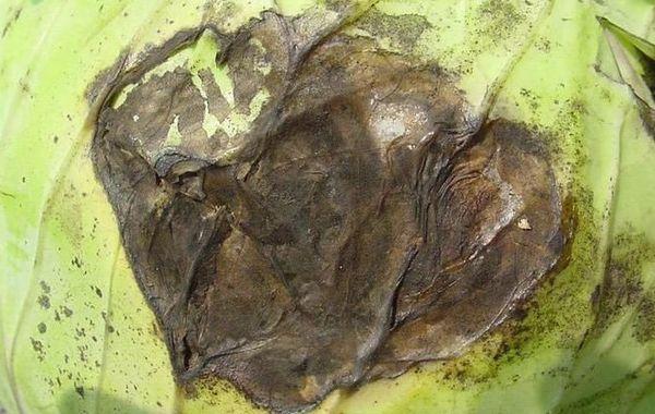 โรคเน่าดำ