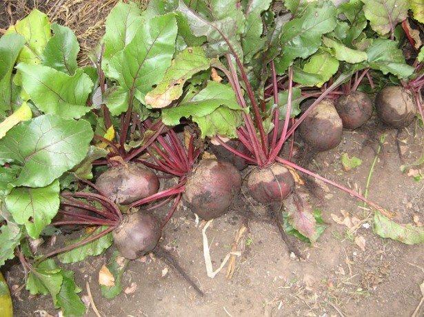 บีทรูทจำนวนมาก