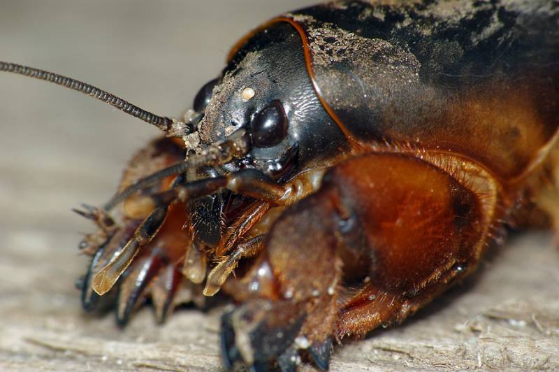 Comment lutter contre les mouches de la carotte avec de l'ammoniaque, méthodes de traitement et arrosage