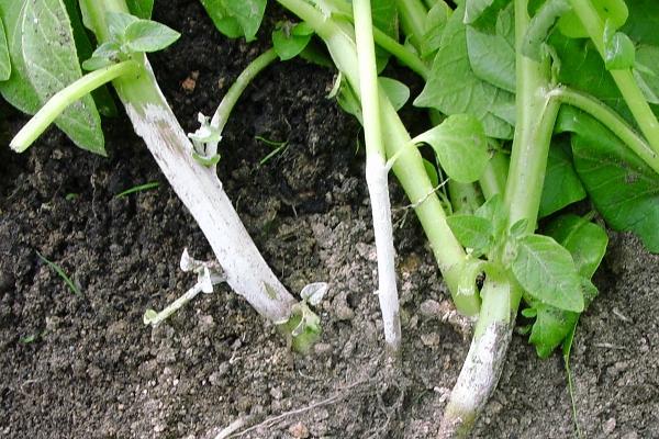 maladie de la pomme de terre