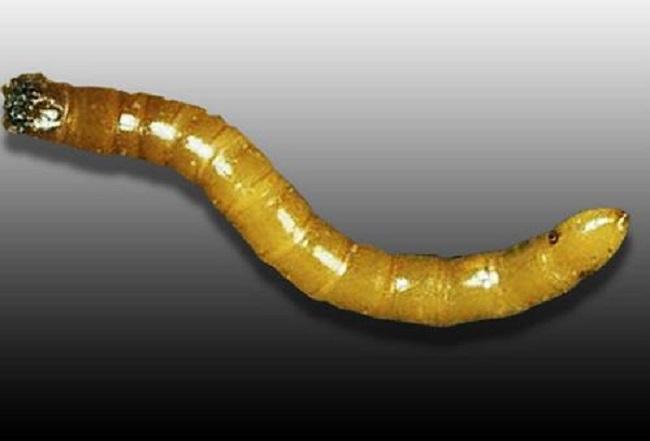 Nématode doré de la pomme de terre