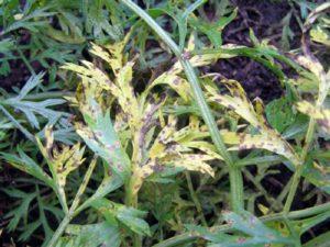 ทำไมแครอทจึงเหลืองและแห้งในสวนและต้องทำอย่างไร