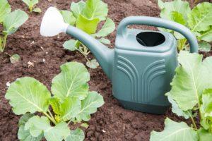 Quelle est la meilleure façon de nourrir le chou pour la croissance en utilisant des remèdes populaires, quand et comment appliquer des engrais