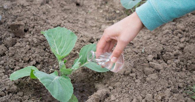 วิธีการให้อาหารกะหล่ำปลีเพื่อการเจริญเติบโตโดยใช้วิธีรักษาพื้นบ้าน