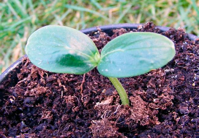 ต้นกล้าแตงกวา