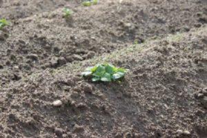 Pourquoi les pommes de terre ne germent pas, raisons possibles et que faire