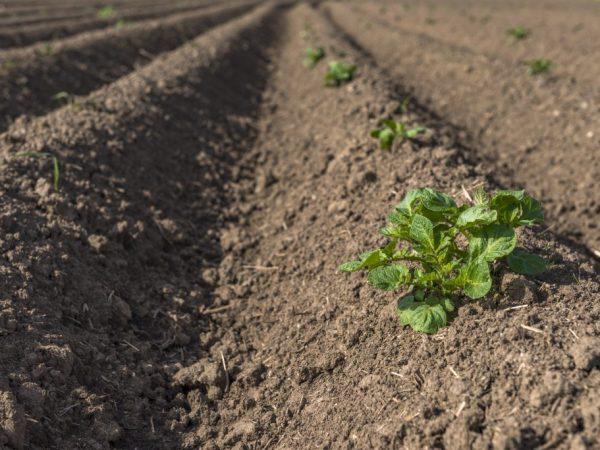 การพรวนดินมันฝรั่ง