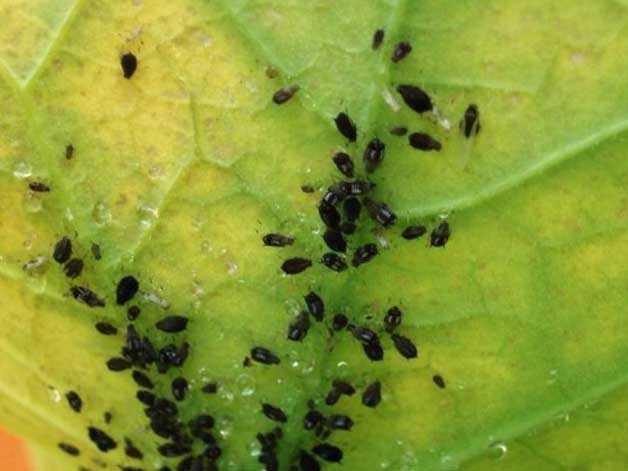 หมัดบนกะหล่ำปลี