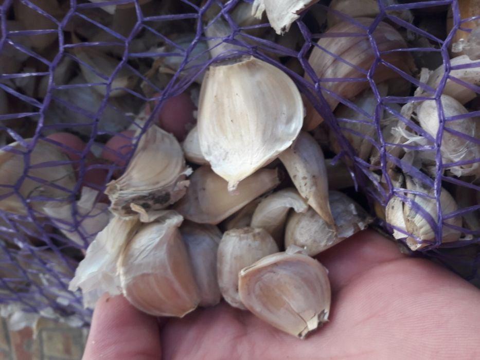 กระเทียมเมสซิดอร์