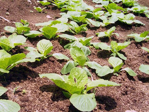 cultiver du chou chinois