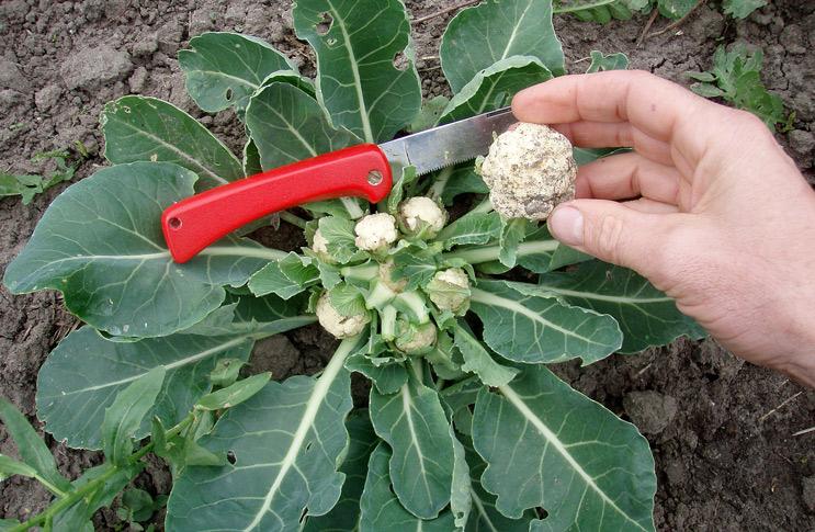 ดอกกะหล่ำ