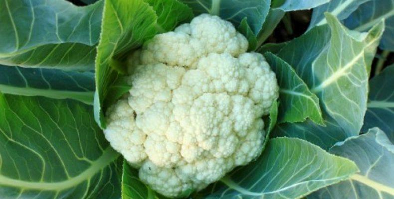 โกฐจุฬาลัมภาแพะ