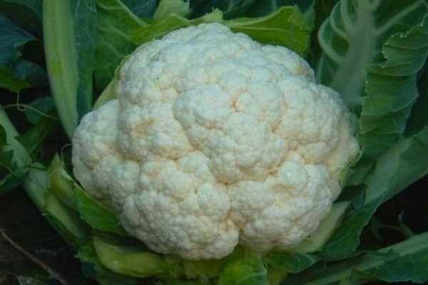 กะหล่ำปลีเอ็กซ์เพรส F1