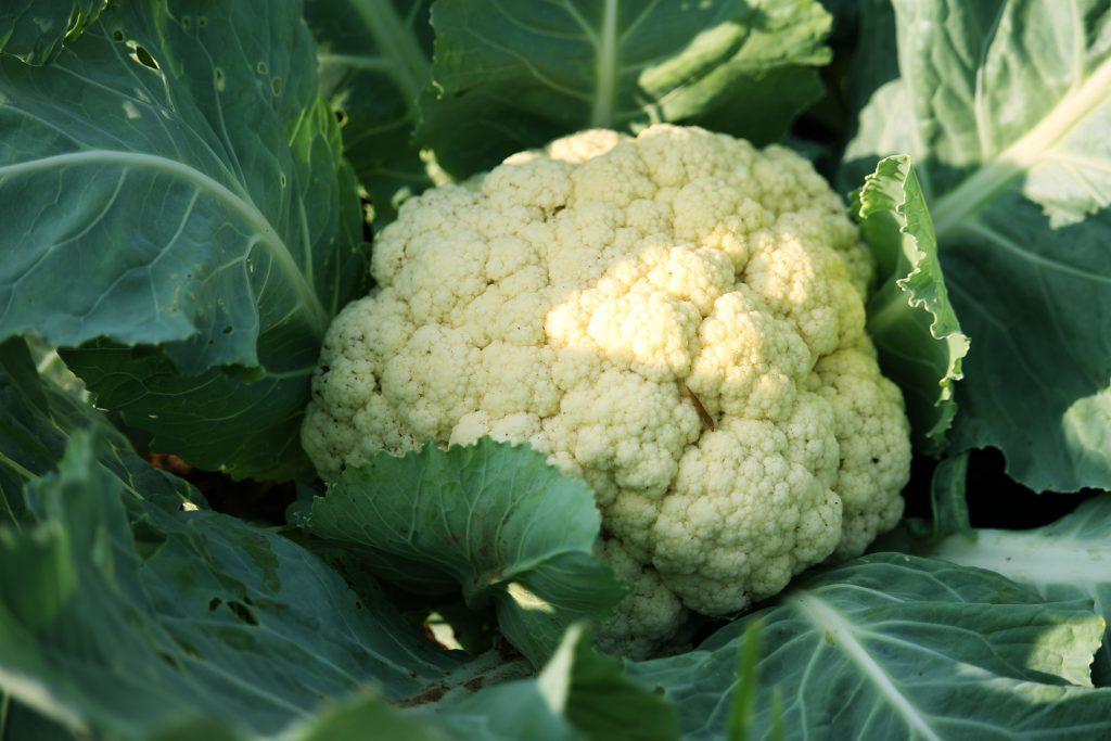 ดอกกะหล่ำปารีส