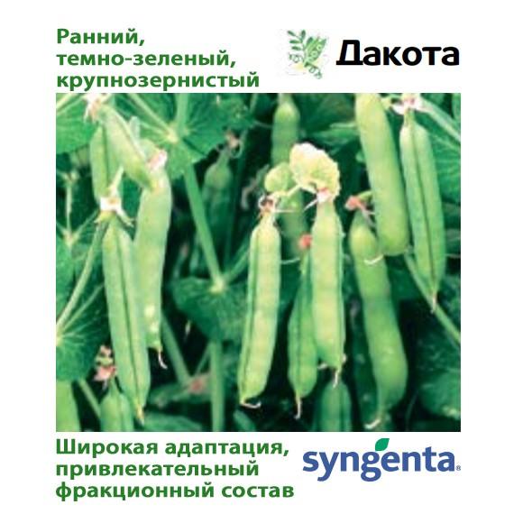 ถั่วดาโกต้า