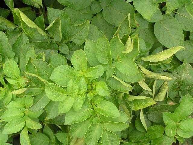 les pommes de terre sont malades