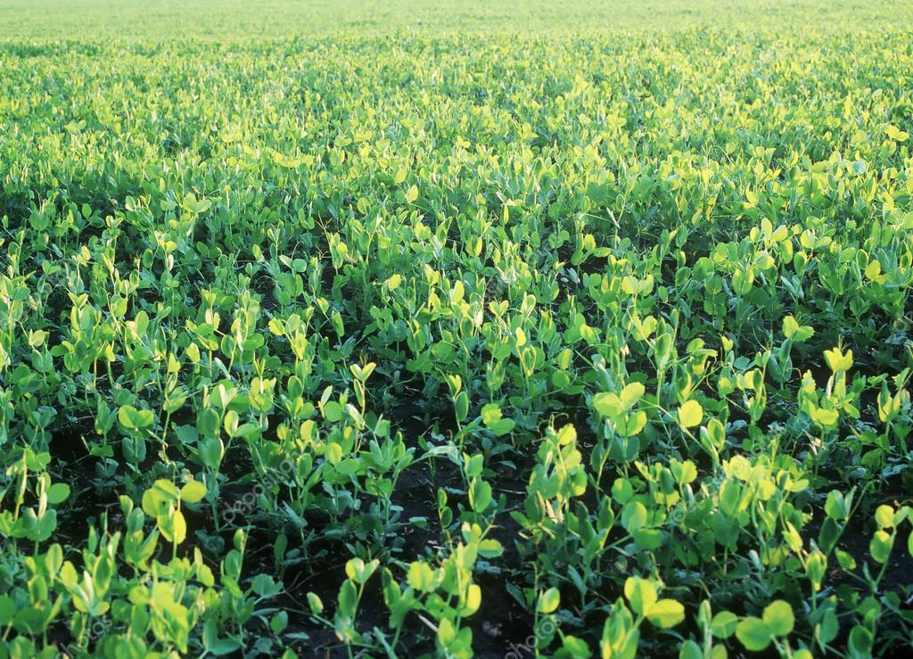 ทุ่งถั่ว