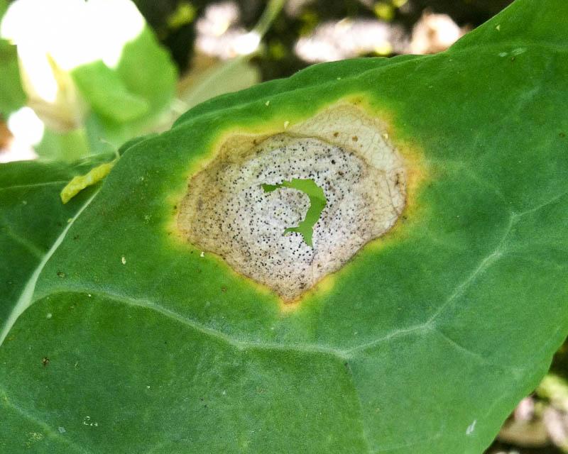 โรคเน่าแห้ง