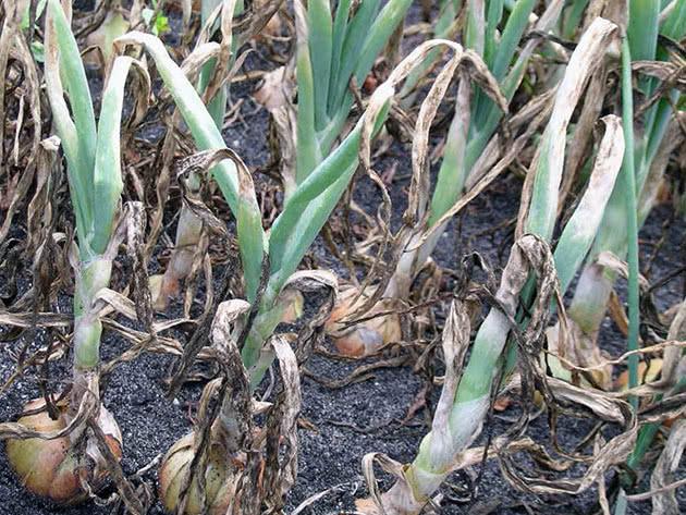 oïdium sur les oignons