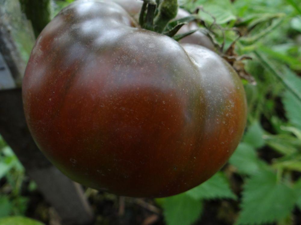 tomate au chocolat