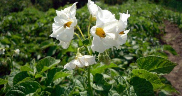 fleurs de pomme de terre