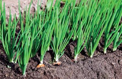 หัวหอมสด