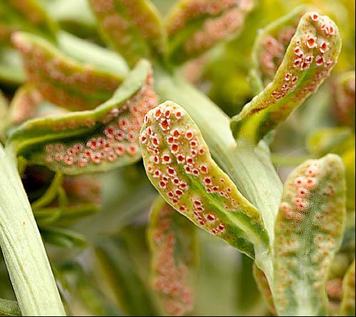 สนิมบนถั่ว