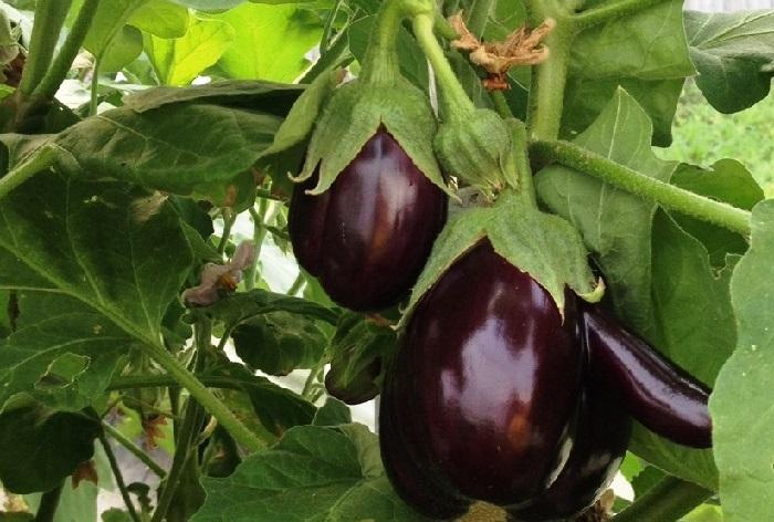 aubergine clorinda