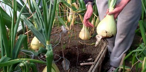 หัวหอมใหญ่