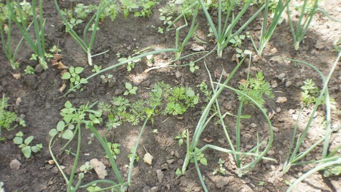 วิธีกำจัดวัชพืชแครอทอย่างรวดเร็ว