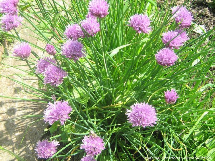 หัวหอมป่า