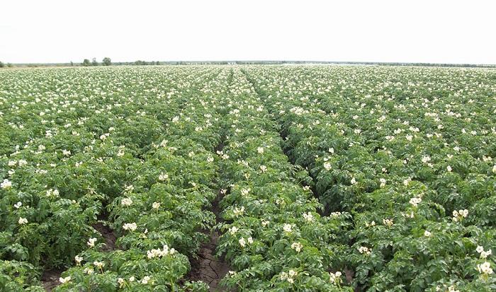 champ de pommes de terre
