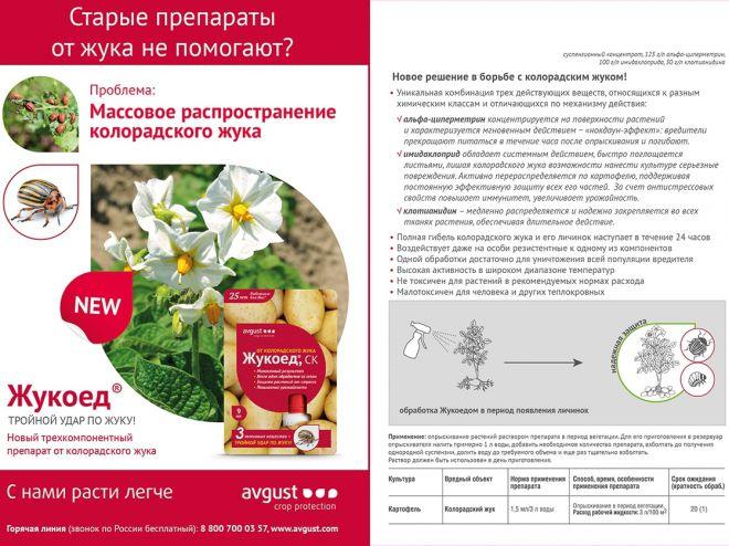 mangeur de coléoptères du doryphore de la pomme de terre